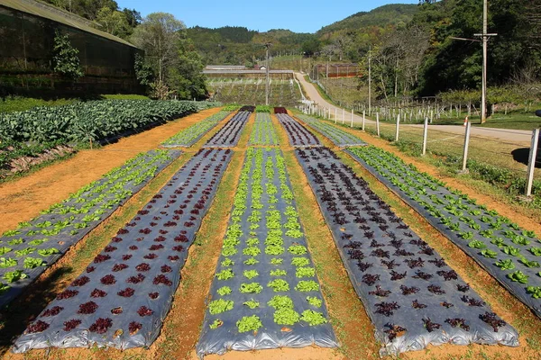 Σειρές Από Νεαρά Σπορόφυτα Λαχανικών Φάρμα Λουττούτσι Στην Ταϊλάνδη — Φωτογραφία Αρχείου
