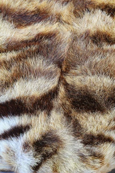 Texture Fourrure Tigre Fond — Photo