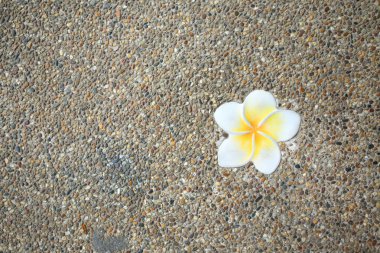 Çakıl desen arka planda Plumeria çiçek dokular.