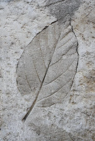 Leaf Cement Texture Background — Stock Photo, Image