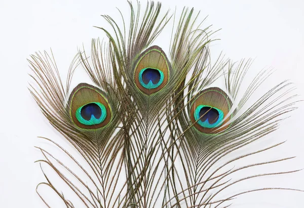 Peacock Feather Witte Achtergrond — Stockfoto