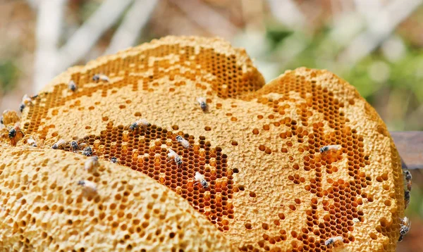 Närbild Arbetande Bina Honung Celler Honeycomb Med Bin Och Honung — Stockfoto