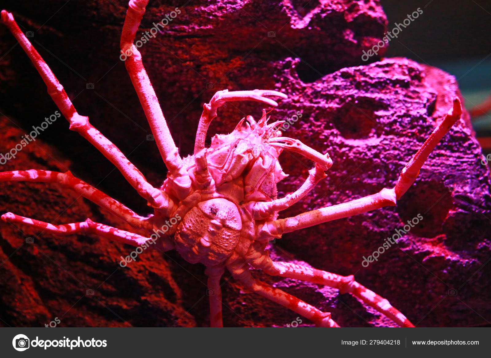 Giant Japanese Spider Crab Aquarium Tank Stock Photo by ©civic_dm