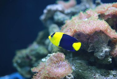Bicolor melek balığı (Centropyge bicolor)