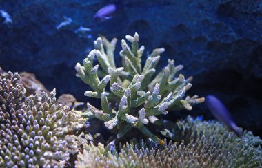 Mercan akvaryum su tankında