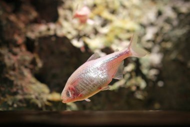 Blind cave mexican tetra aquarium fish clipart
