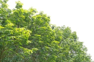 Sevimli küçük asyalı kız yaz aylarında böcek ağı ile bir alanda oynarken hasır şapka giymek