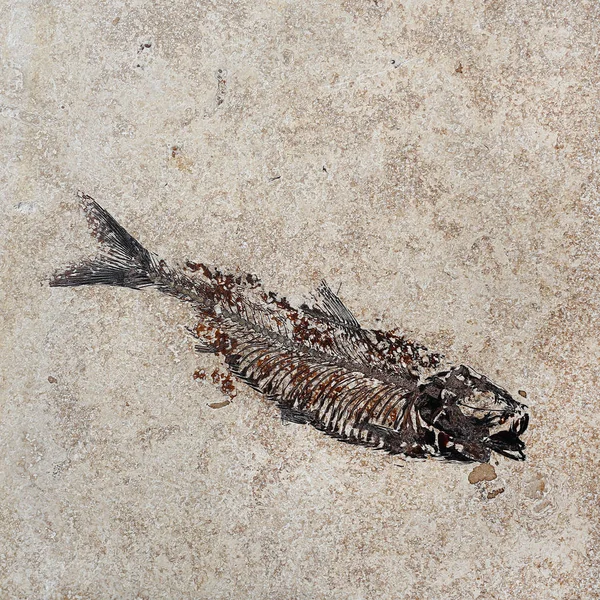 Modello Pesce Fossile Nella Roccia — Foto Stock