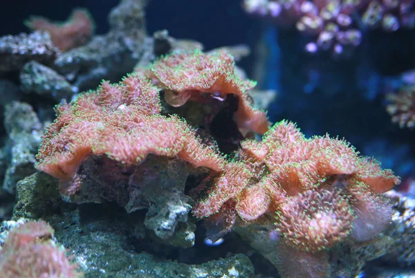 Corales Tanque Acuario — Foto de Stock