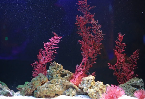 Кораллы Аквариуме — стоковое фото