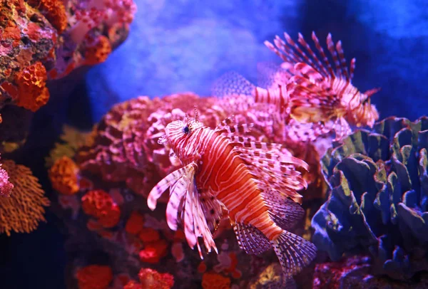 Peixe Leão Sobre Recife Coral — Fotografia de Stock