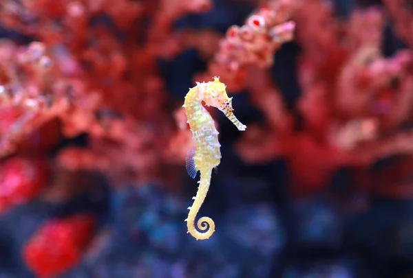 Seahorse Hippocampus Swimming — Stock Photo, Image