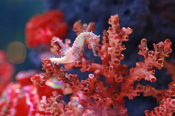 Seepferdchen Hippocampus Schwimmt Aquarium — Stockfoto