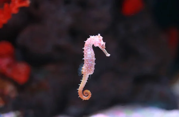 Csikóhal Hippocampus Úszás Akvárium Tartály — Stock Fotó