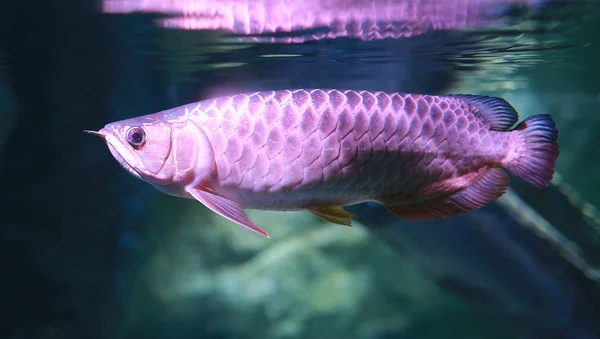 Arowana Poissons Nageant Dans Eau Aquarium — Photo