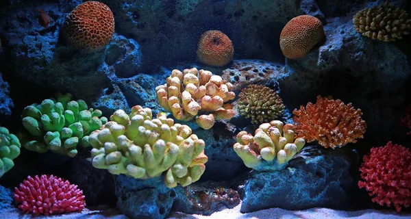 Mercan Akvaryum Tankında — Stok fotoğraf
