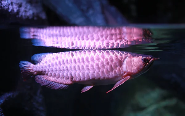 Peixe Arowana Nadando Água Aquário — Fotografia de Stock