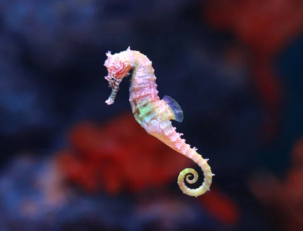 Морской Конёк Hippocampus Плавающий Аквариуме Стоковое Фото