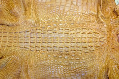 Timsah Cilt dokusunu arka planı için.