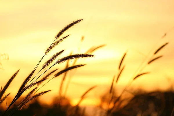 Nature Grass Flower Sunset Shallow Depth Field — Stock Photo, Image