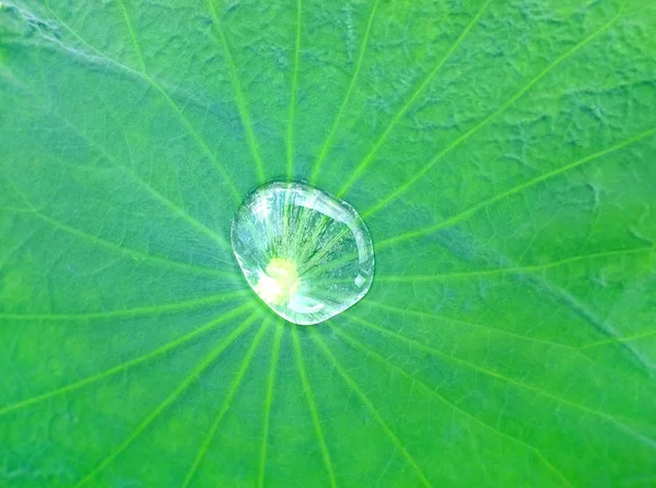 Hoja Loto Con Fondo Gota Agua — Foto de Stock