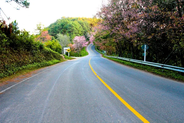 Landstraße Nordthailand Straße Und Sakura Blume — Stockfoto
