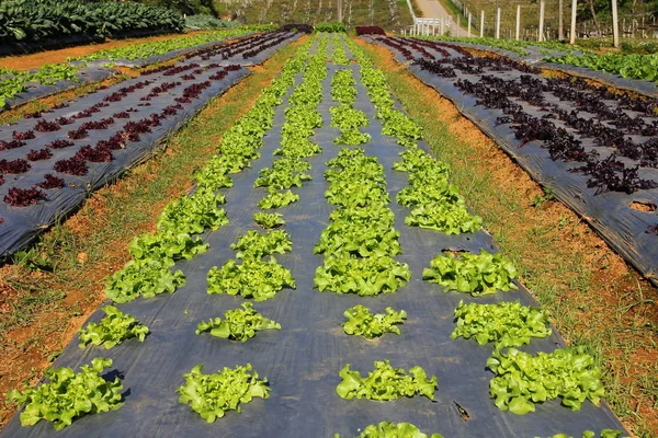 Rows Young Vegetable Seedlings Luttuce Farm Thailand — Stock Photo, Image