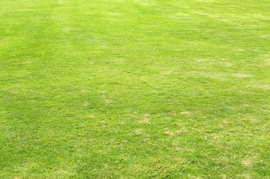 Spor için doğal yeşil kesilmiş çim alan arka plan.