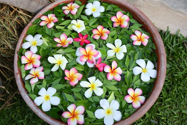 Frangipani or Plumeria flowers in bowl with water (Spa concept).