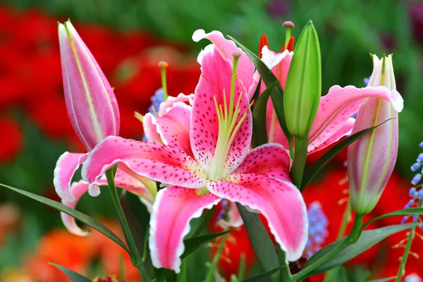 Красивый Розовый Цветок Лилии Саду — стоковое фото