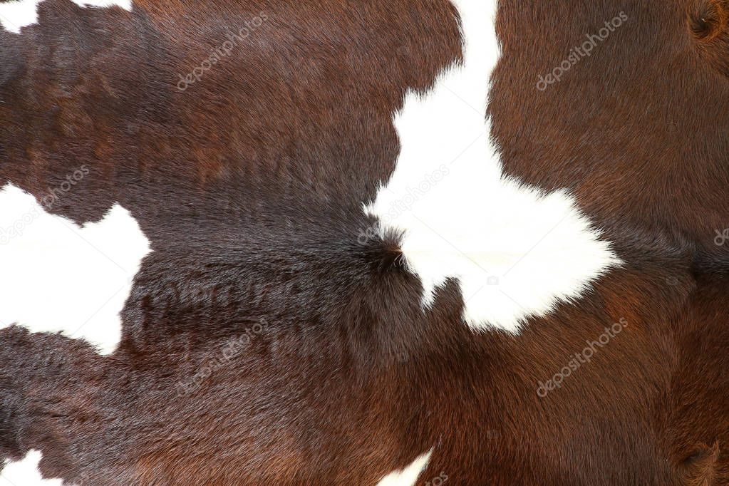 Cow fur (skin) background or texture