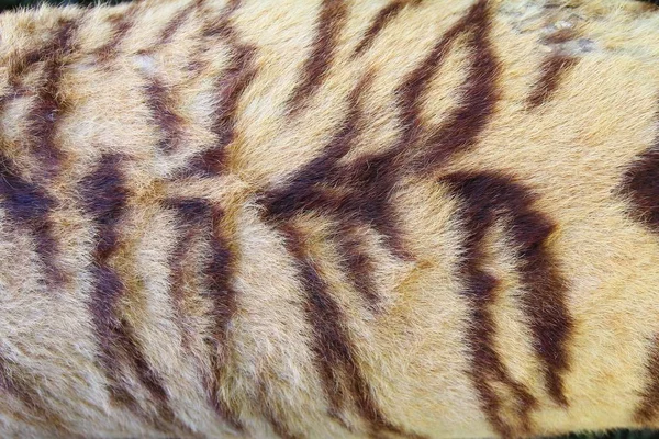 Tigre Textura Piel Fondo —  Fotos de Stock