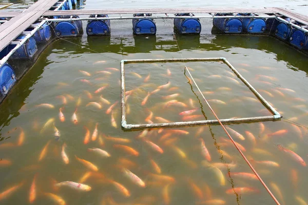 Fish Farm Located Thai Country — Stock Photo, Image