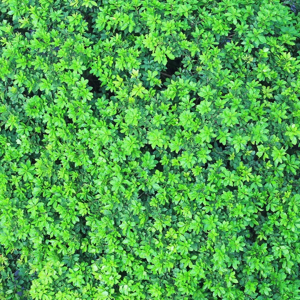 Fondo Textura Hoja Árbol Verde — Foto de Stock