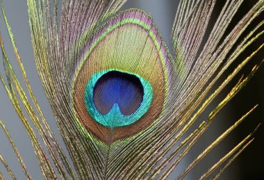 Tavus kuşu tüyü Detayı