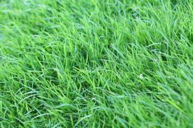 Doğal yeşil çimen dokusu.