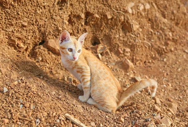 Uma Jovem Cat Aliviar — Fotografia de Stock