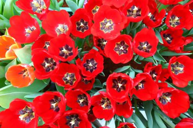 Bahçedeki renkli laleler