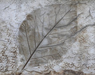 Çimento dokusu arka planında yaprak