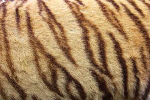 Texture Fourrure Tigre Fond — Photo