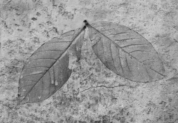 Black White Leaf Cement Texture Background — Stock Photo, Image