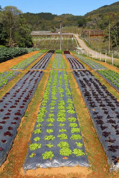 Rijen Van Jonge Groente Zaailingen Luttuce Farm Thailand — Stockfoto