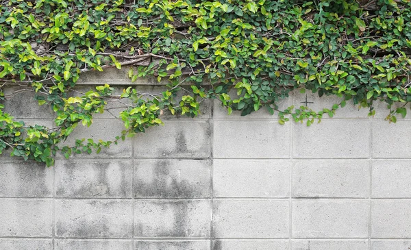 Träd Blad Täckt Tegelväggar Och Trädrot — Stockfoto