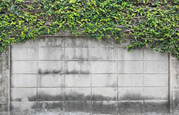 Trees leaves covered on brick walls and tree root.