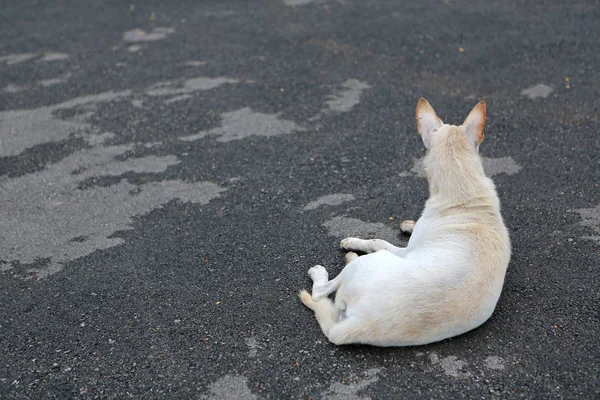 白色的泰国狗坐在地上 后视图 — 图库照片