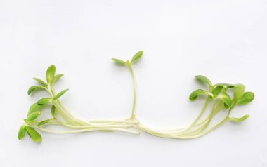 Microgreens isolated on white background. Sunflower seedlings. clipart