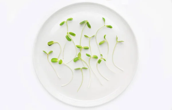 Микрозеленые Саженцы Белом Фоне — стоковое фото