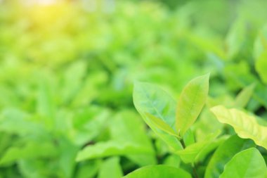 Taze yeşil ağaç yaprağına yaz bahçesinde bulunan güneş ışınlarının arka plan bulanık. Yakın çekim doğa web tasarım veya duvar kağıdı olarak kullanılmak üzere alan bırakır.