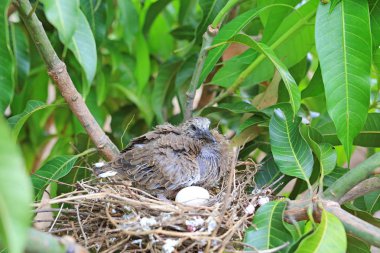 Doğadaki ağaç dalı üzerinde kuş yuvasında yumurtadan ve bir yumurtadan yumurtadan doğan yeni doğmuş kuş.