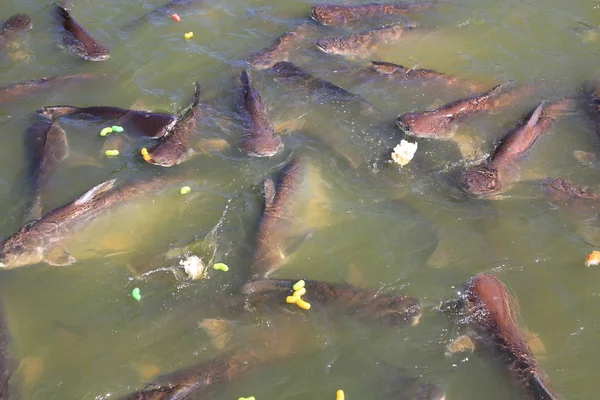 在池塘里喂条纹猫科动物 泰国彩虹鲨在河里吃东西 — 图库照片